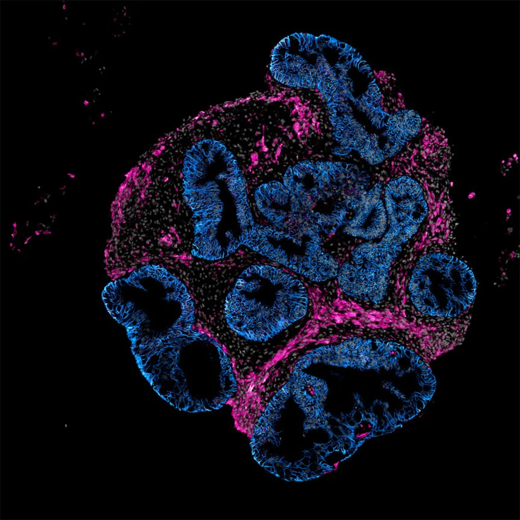 Intero Biosystems human intestinal organoid under fluorescence imaging